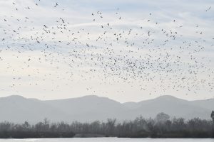 Chino Hills State Park